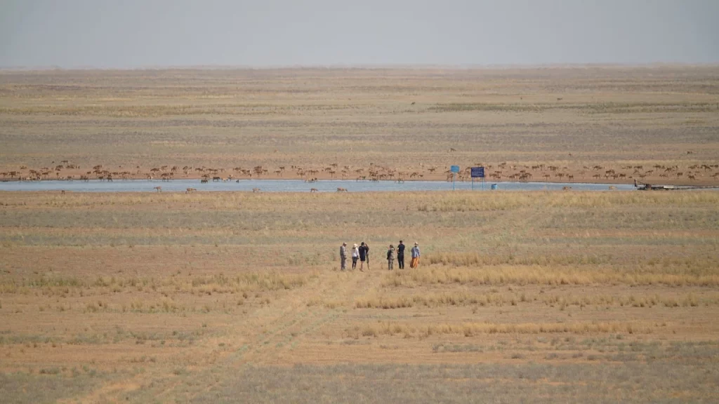 WWF summarised the results of the aerial saiga census conducted by the ZALA aircraft