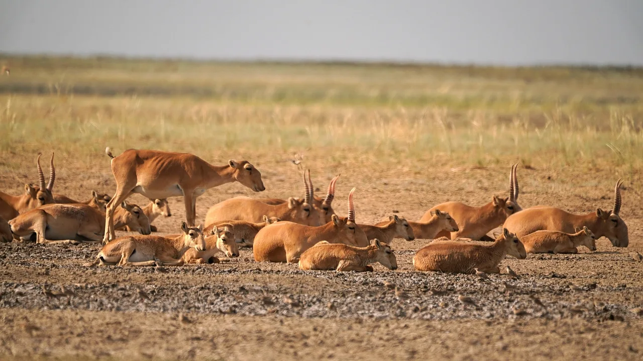 WWF summarised the results of the aerial saiga census conducted by the ZALA aircraft